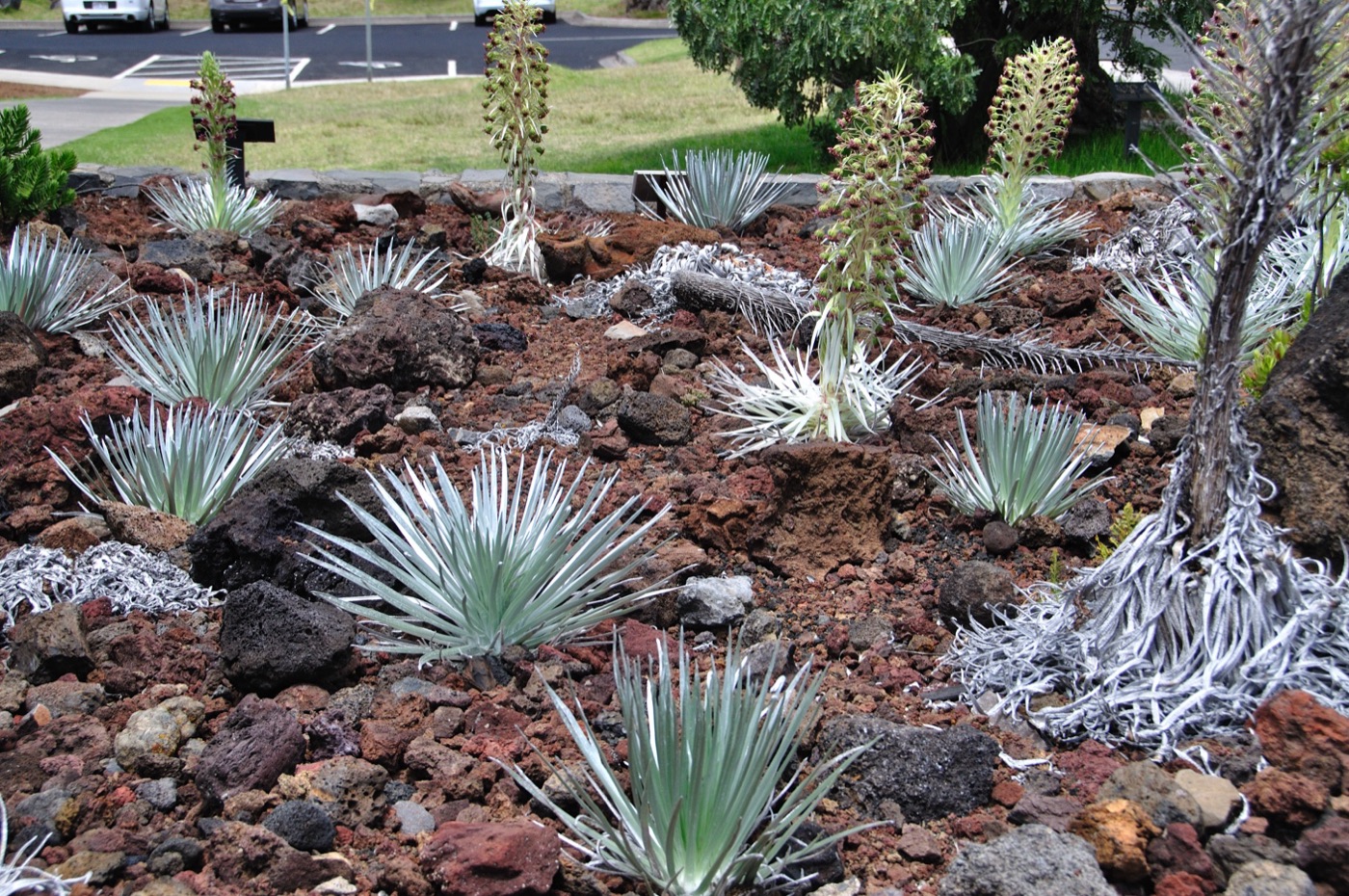 Haleakala Silverswood