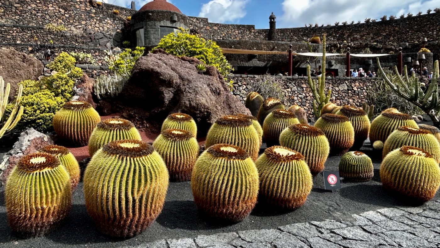 Echinocactus grusonii, noto come “cuscino della suocera” (ma perchéeeee?)