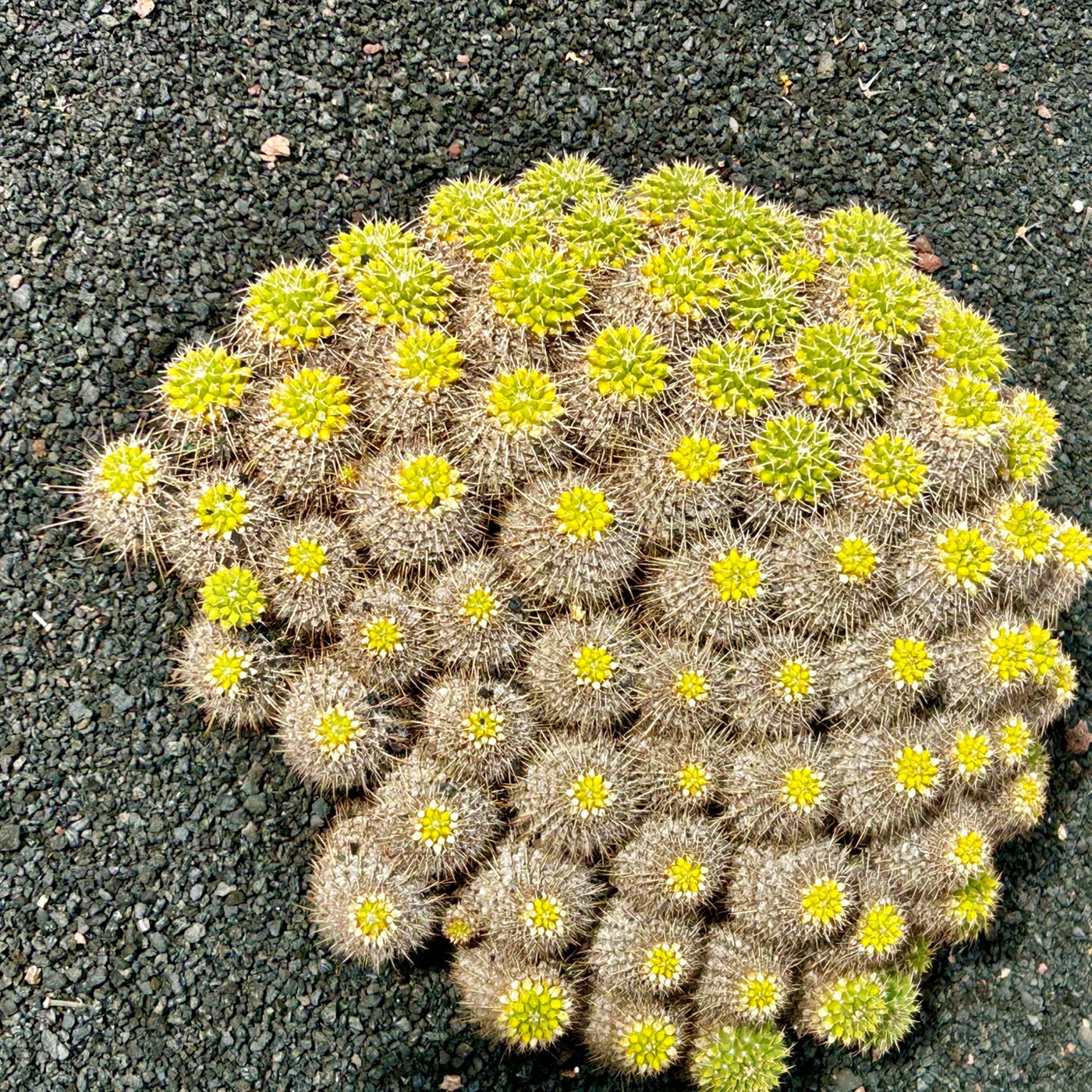 Cactus Mammillaria