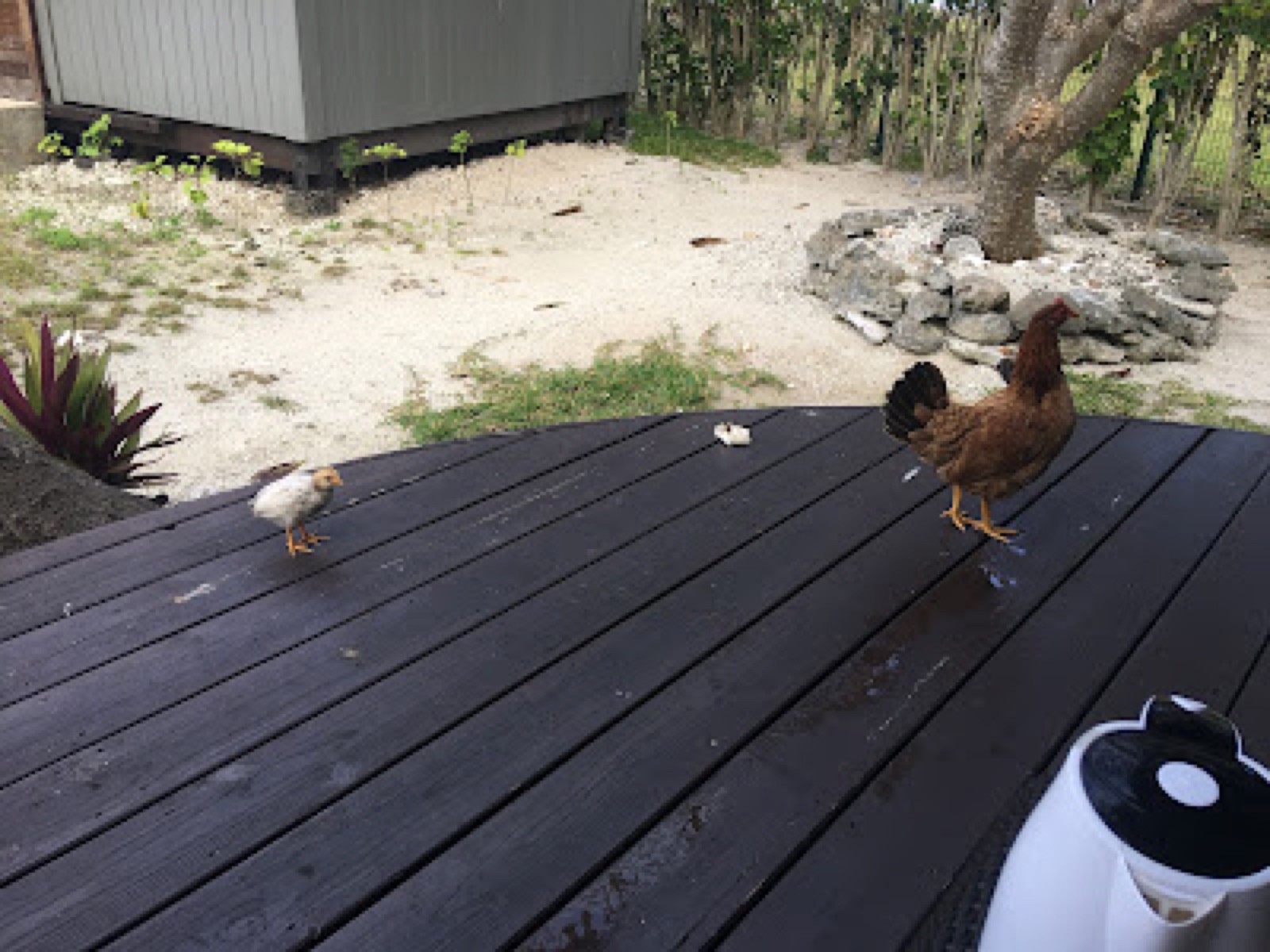 Colazione con ospiti